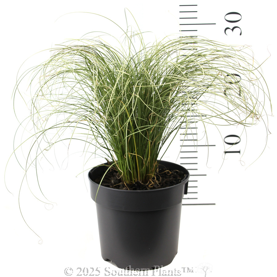 Carex Frosted Curls - Reference photo