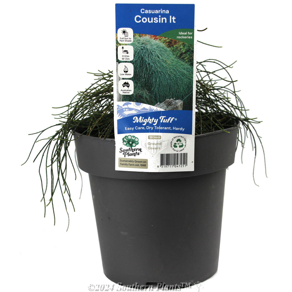 Casuarina Cousin It - Plant photo
