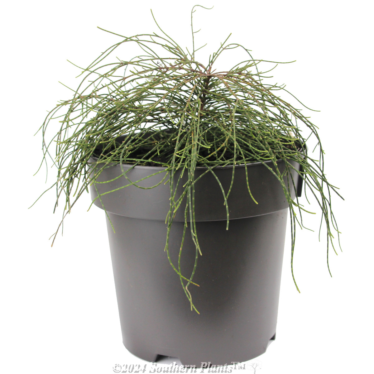 Casuarina Cousin It - Alternate photo
