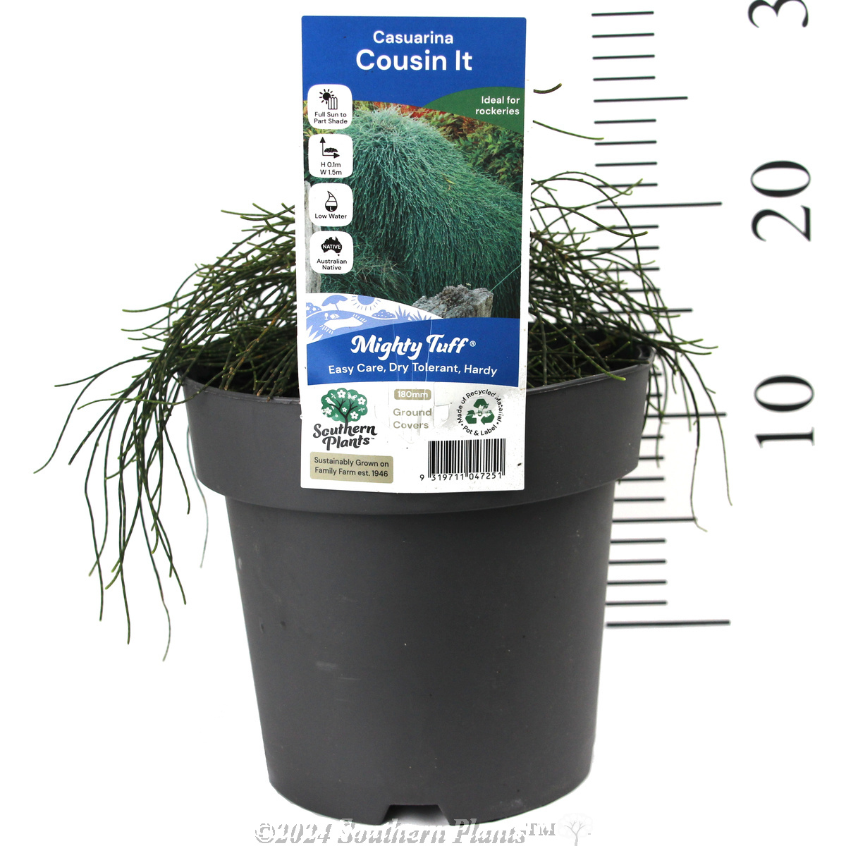 Casuarina Cousin It