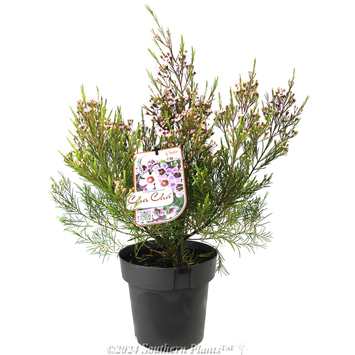 Cha Cha Wax Flower - Plant photo