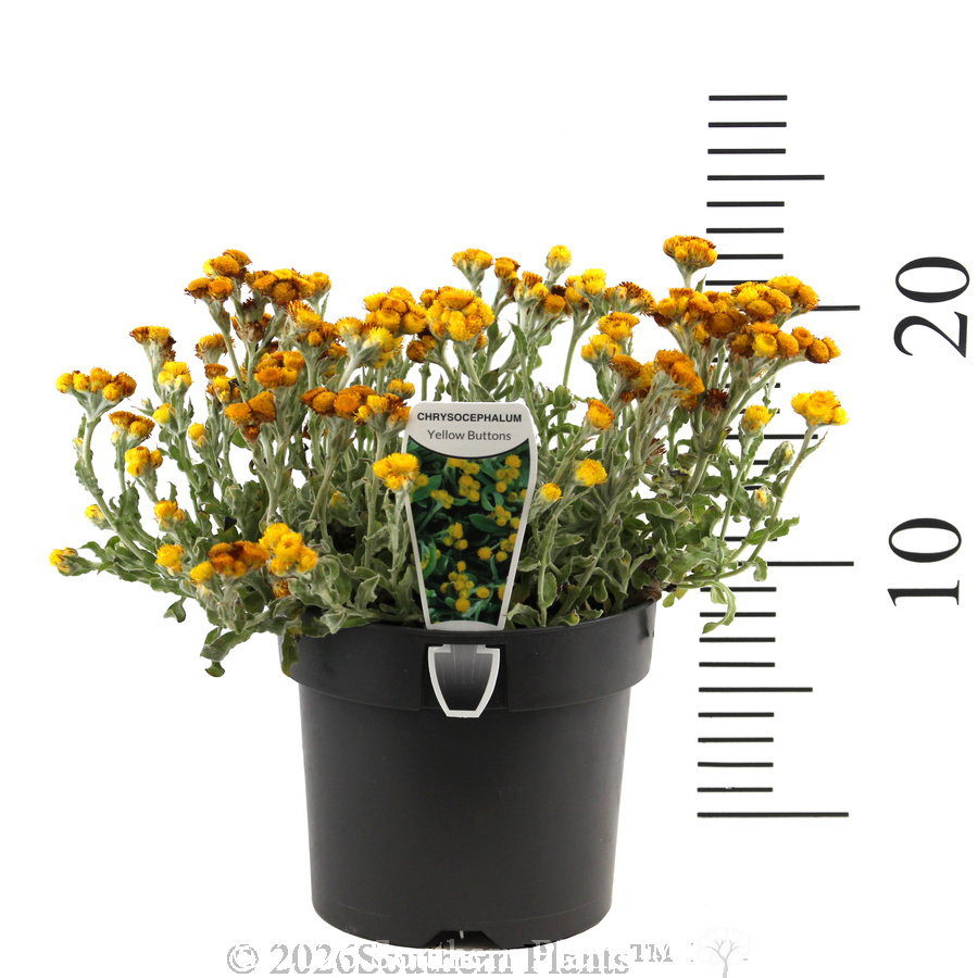Yellow Buttons - Product photo