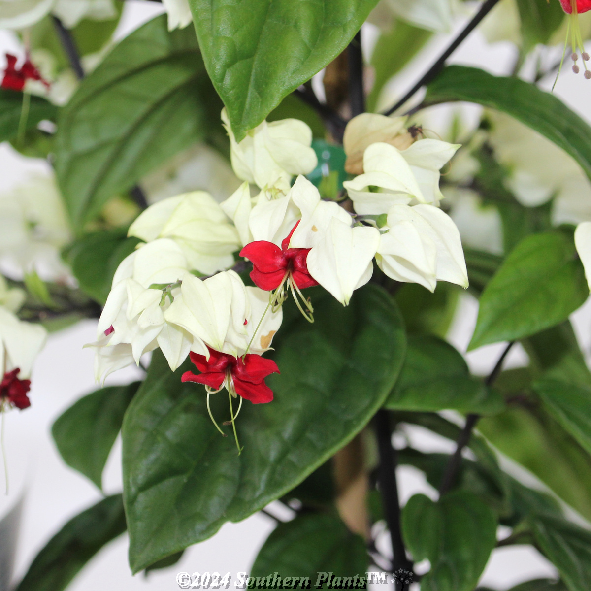 Bleeding Heart Vine - Reference photo
