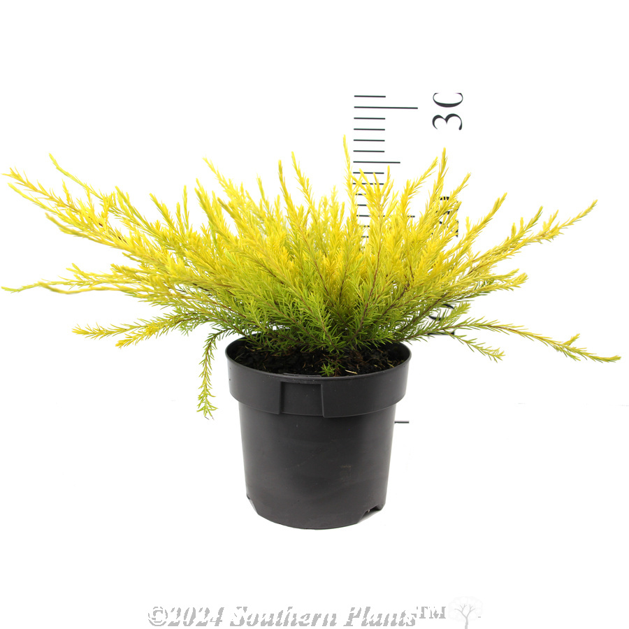 Golden Diosma - Reference photo