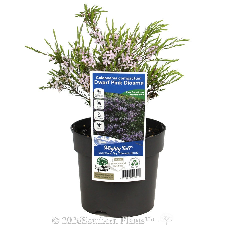 Dwarf Pink Diosma - Plant photo