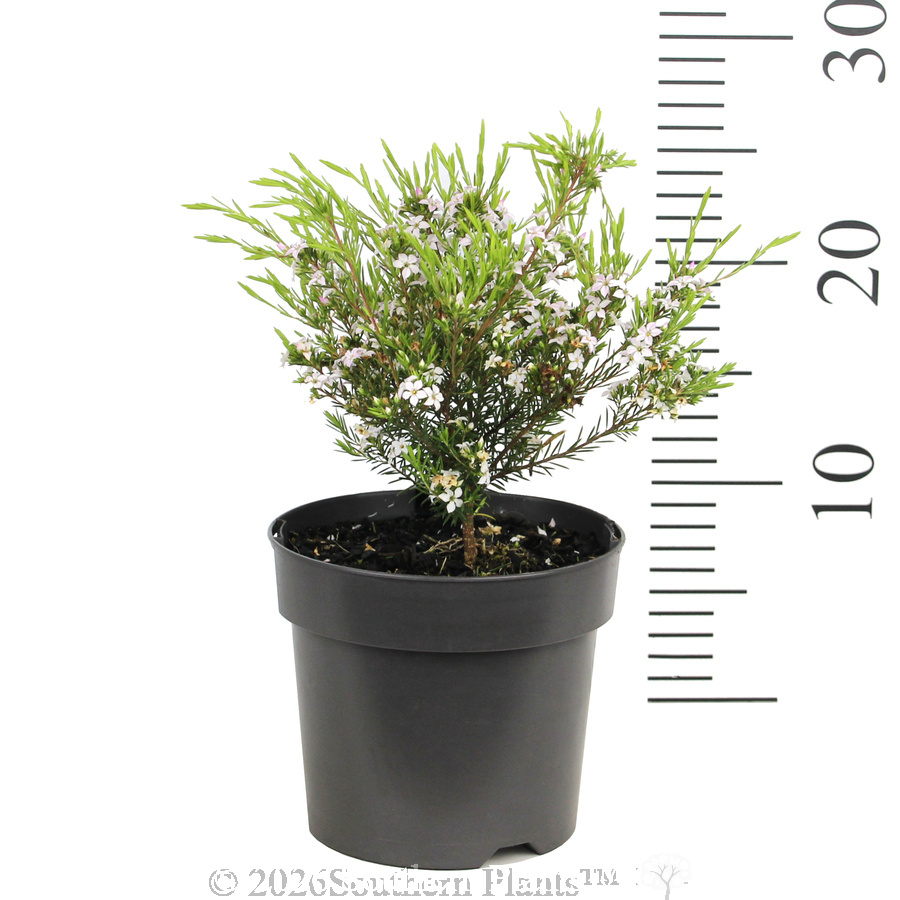 Dwarf Pink Diosma - Reference photo