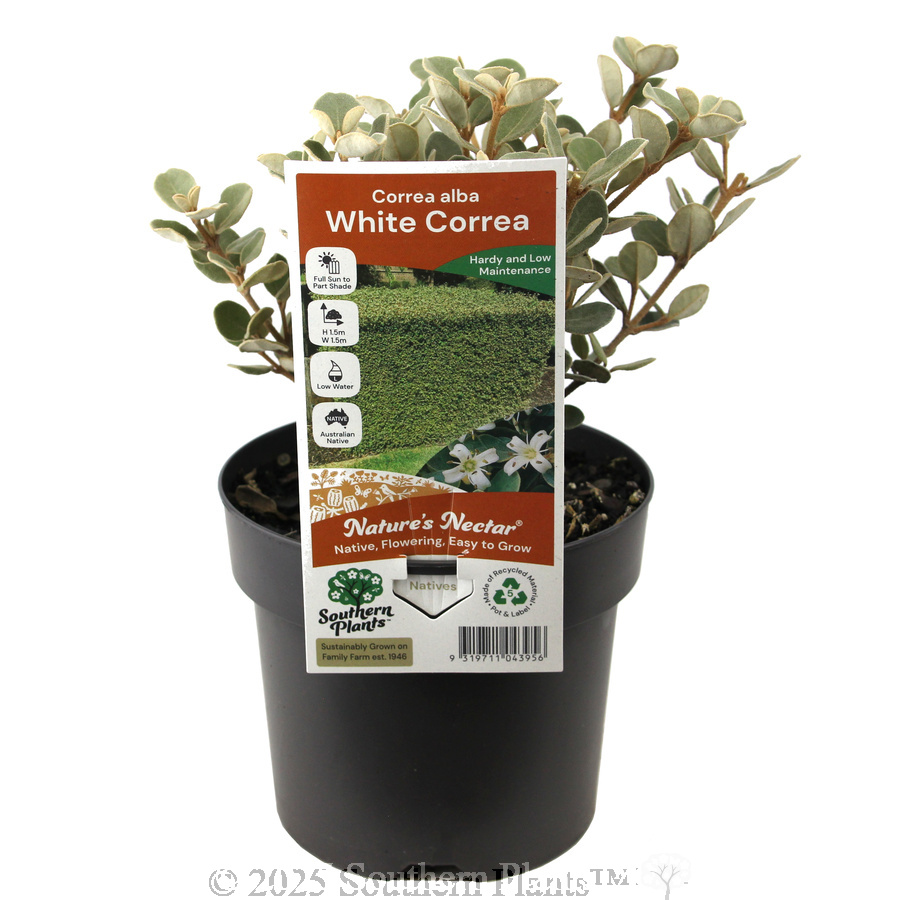 White Correa - Plant photo