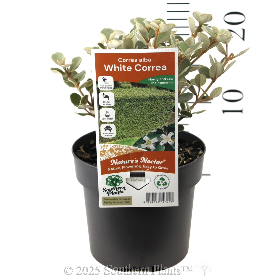 White Correa