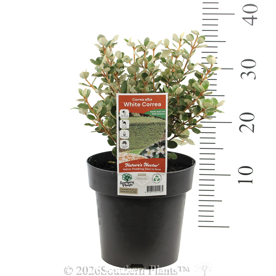 White Correa