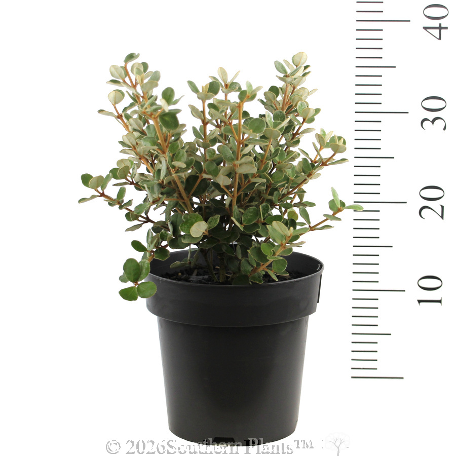 White Correa - Reference photo