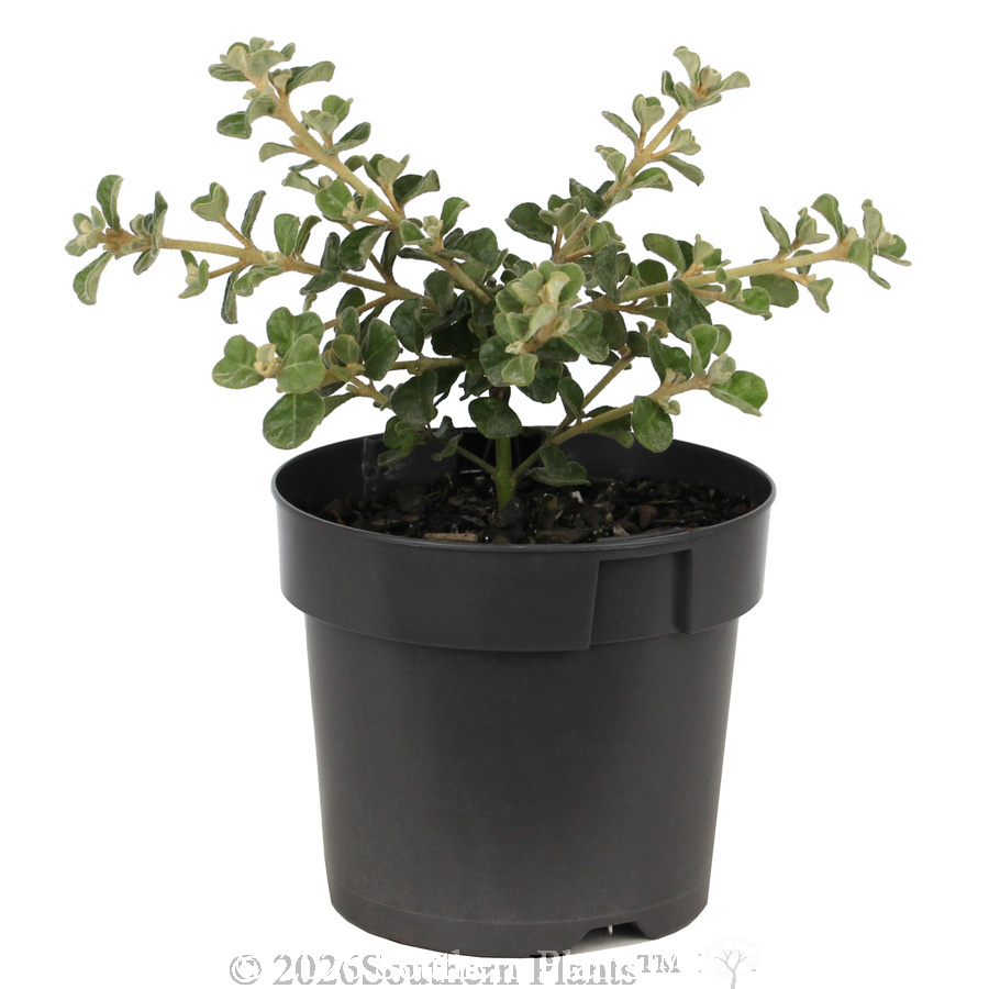 White Correa
