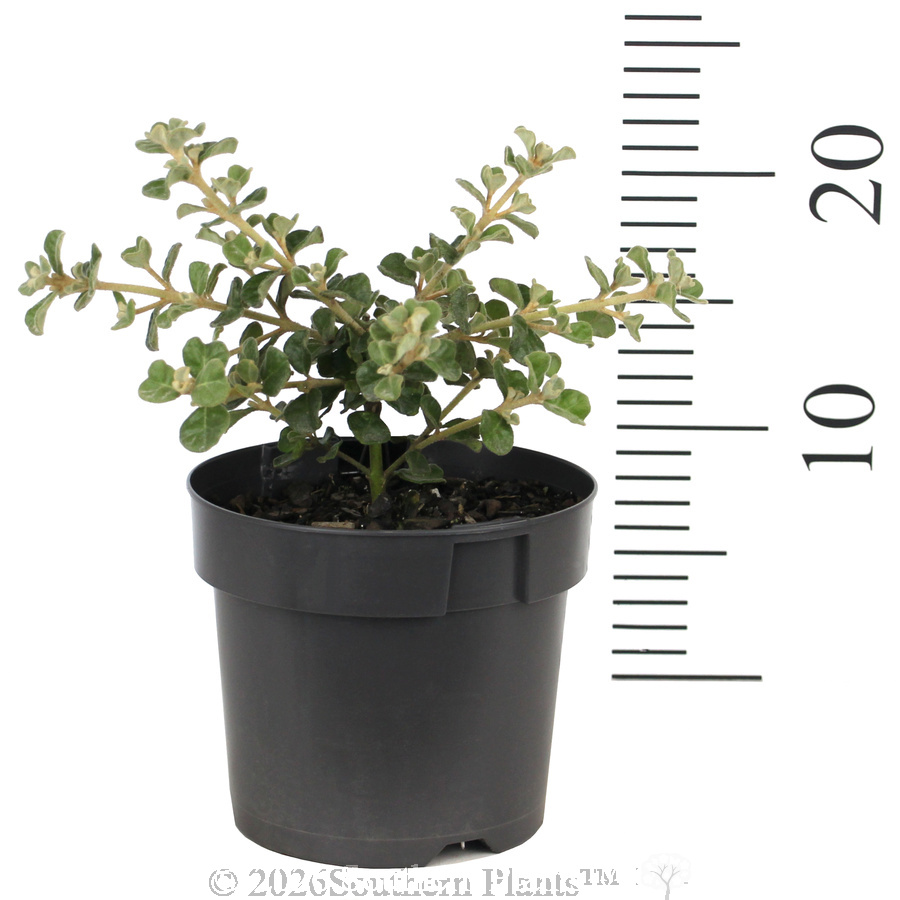 White Correa - Ruler
