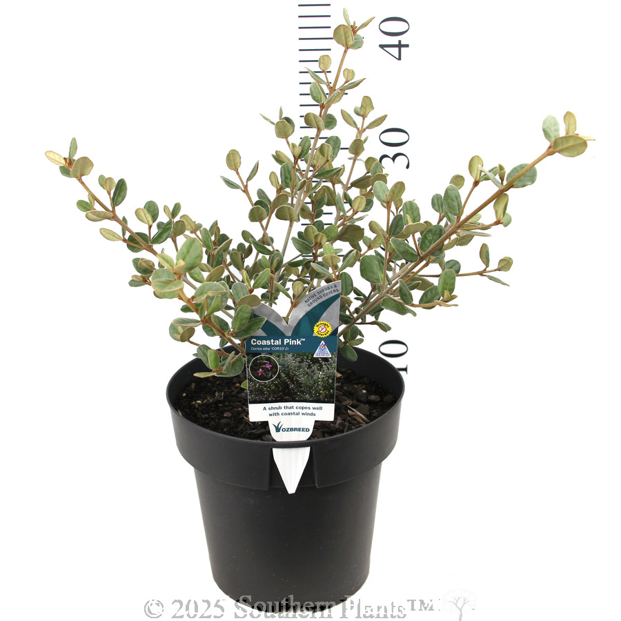 Coaastal Pink™ Correa