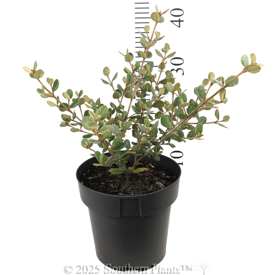 Coaastal Pink™ Correa - Reference photo
