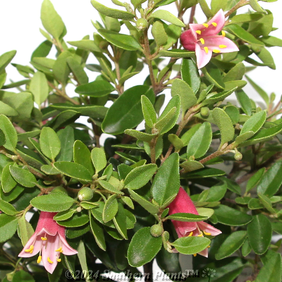 Correa Dusky Bells