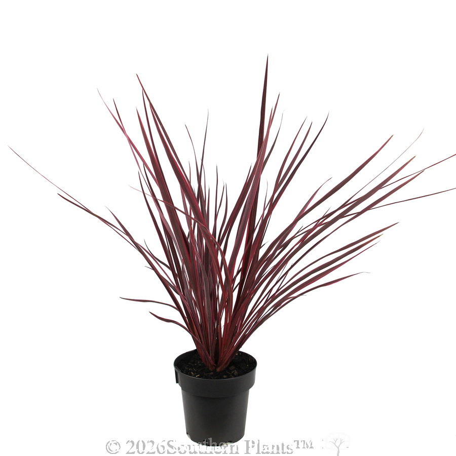 Cordyline Electric Pink - Alternate photo