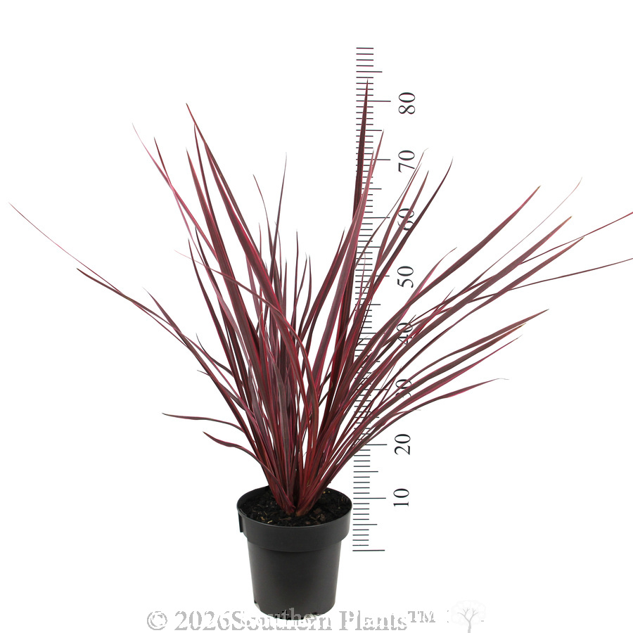 Cordyline Electric Pink - Reference photo