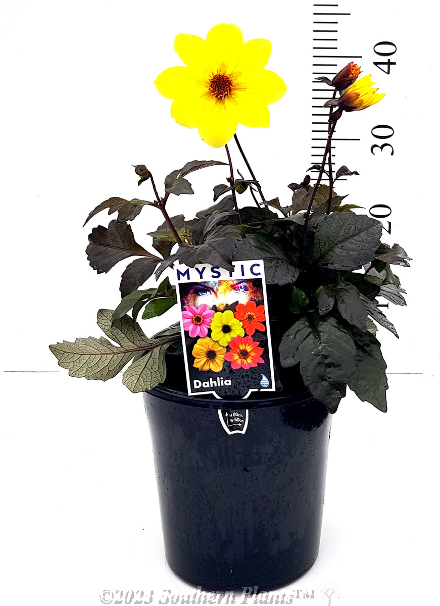 Dahlia Assorted
