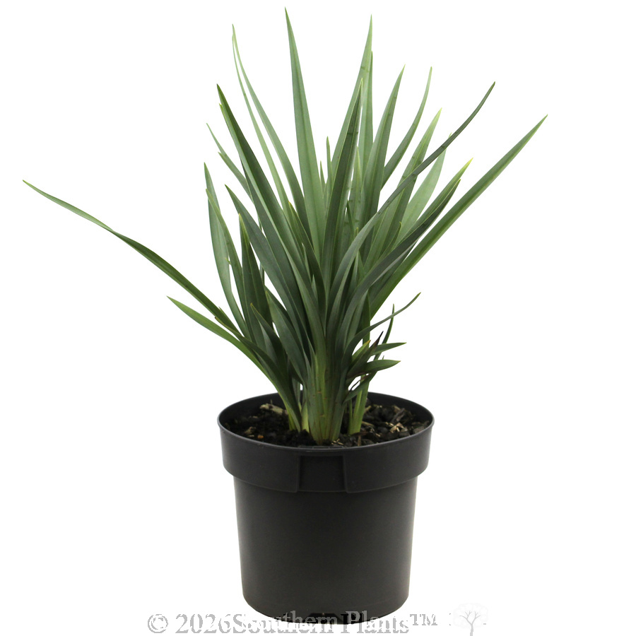 Dianella Cassa Blue® - Alternate photo