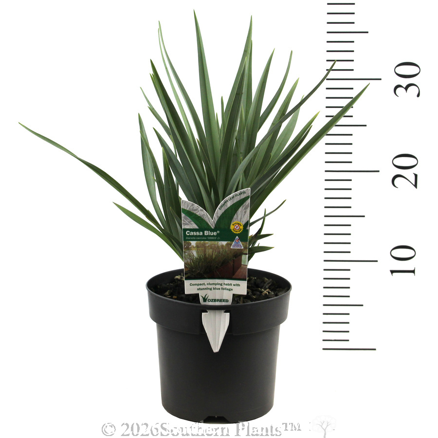 Dianella Cassa Blue®