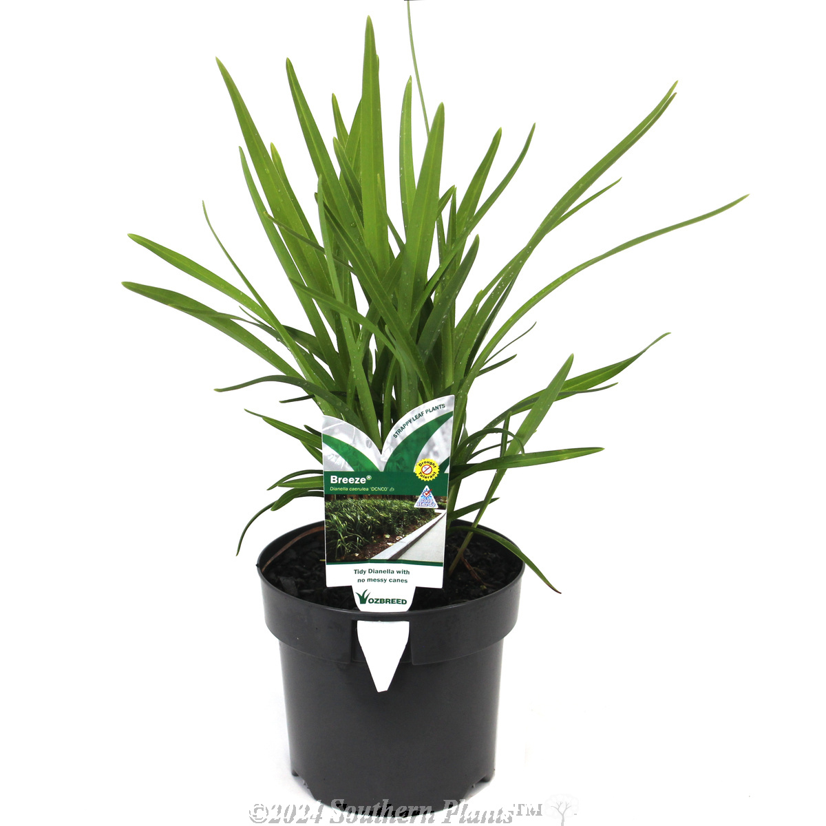 Dianella Breeze® - Plant photo