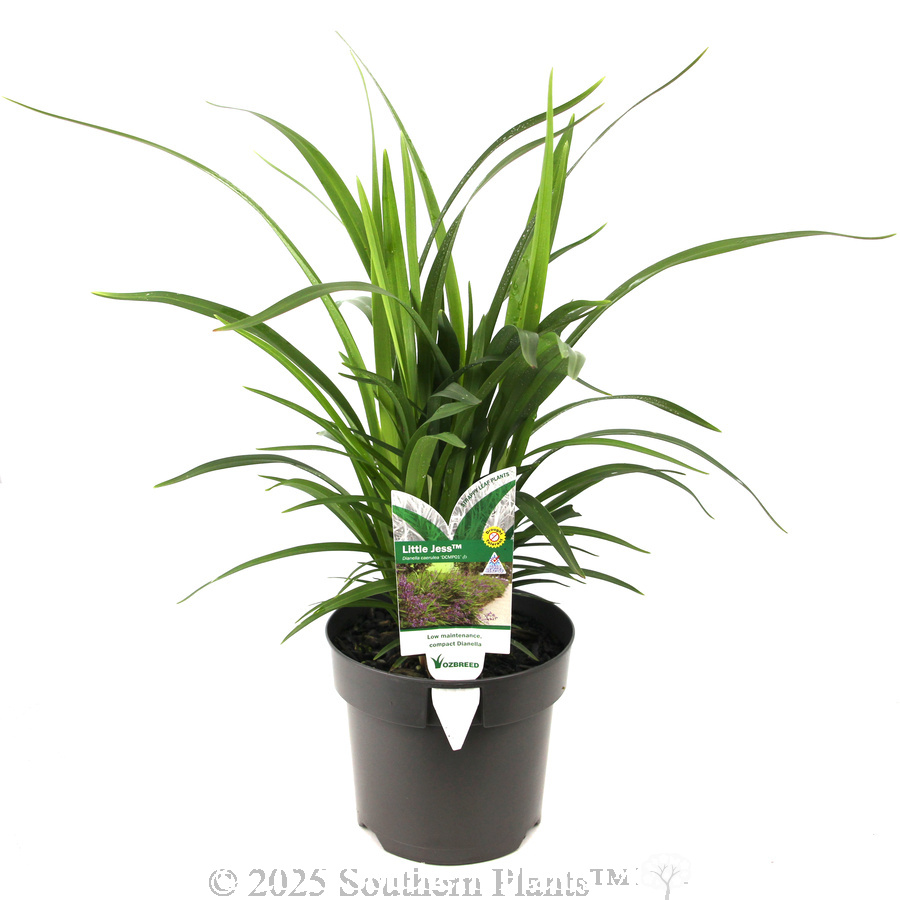 Dianella Little Jess™ - Plant photo
