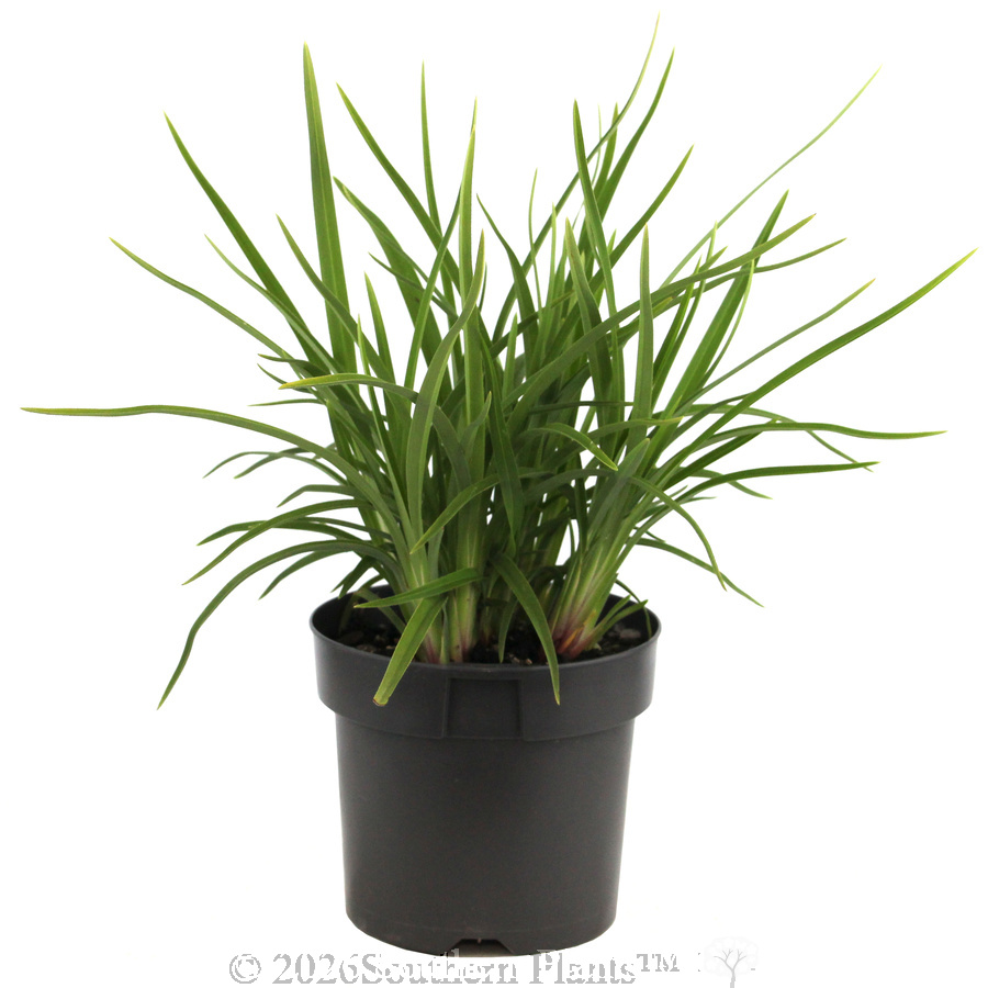 Dianella Lucia™ - Alternate photo