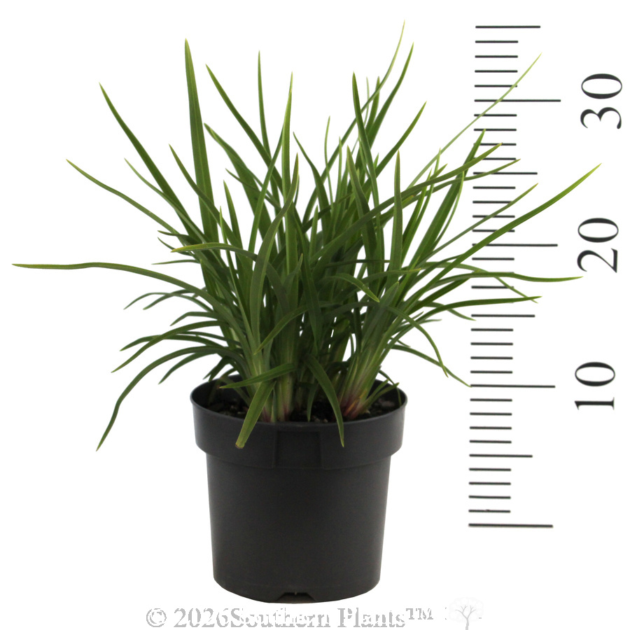 Dianella Lucia™ - Reference photo