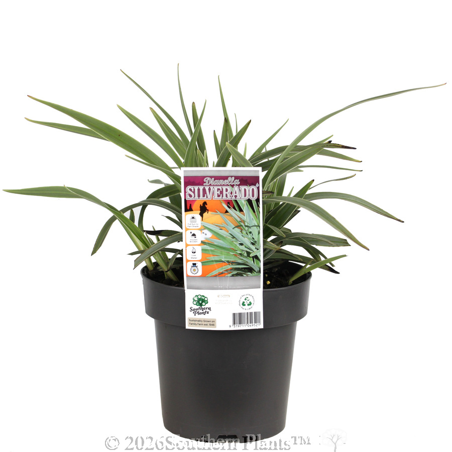 Dianella Silverado - Plant photo