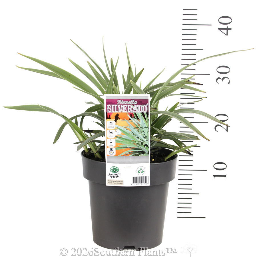 Dianella Silverado - Product photo