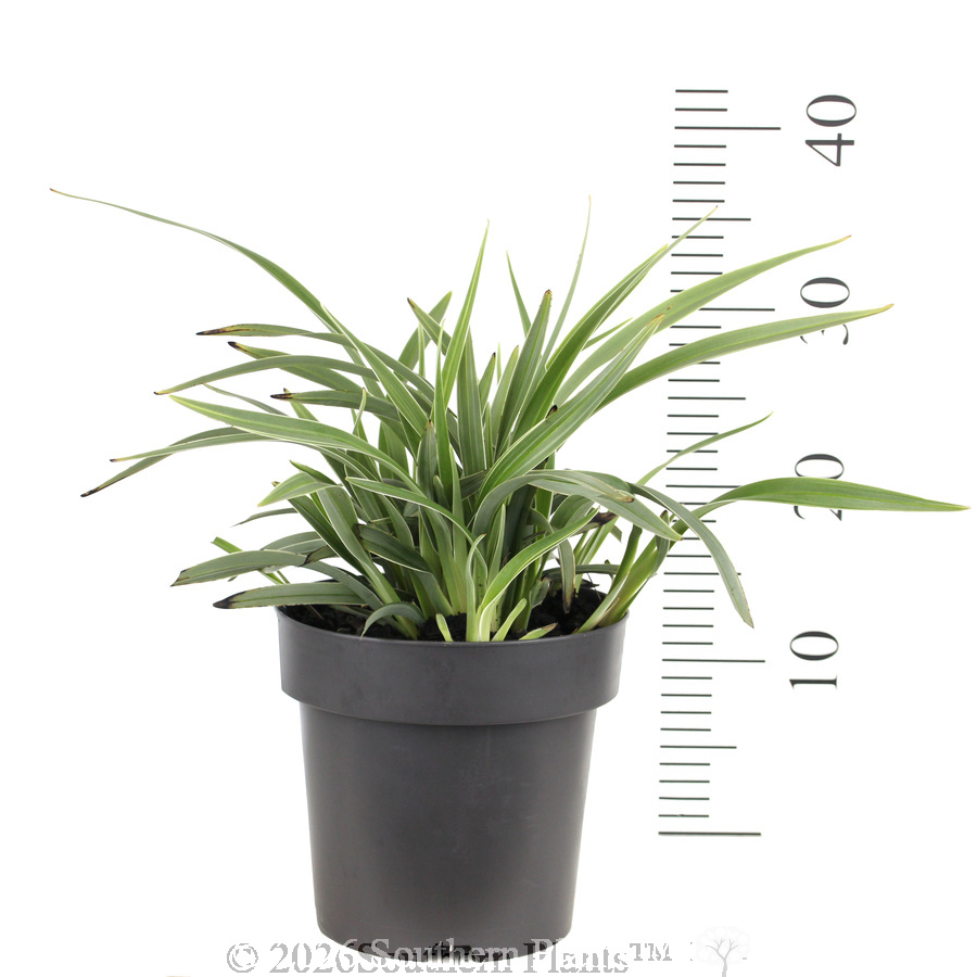 Dianella Silverado - Reference photo
