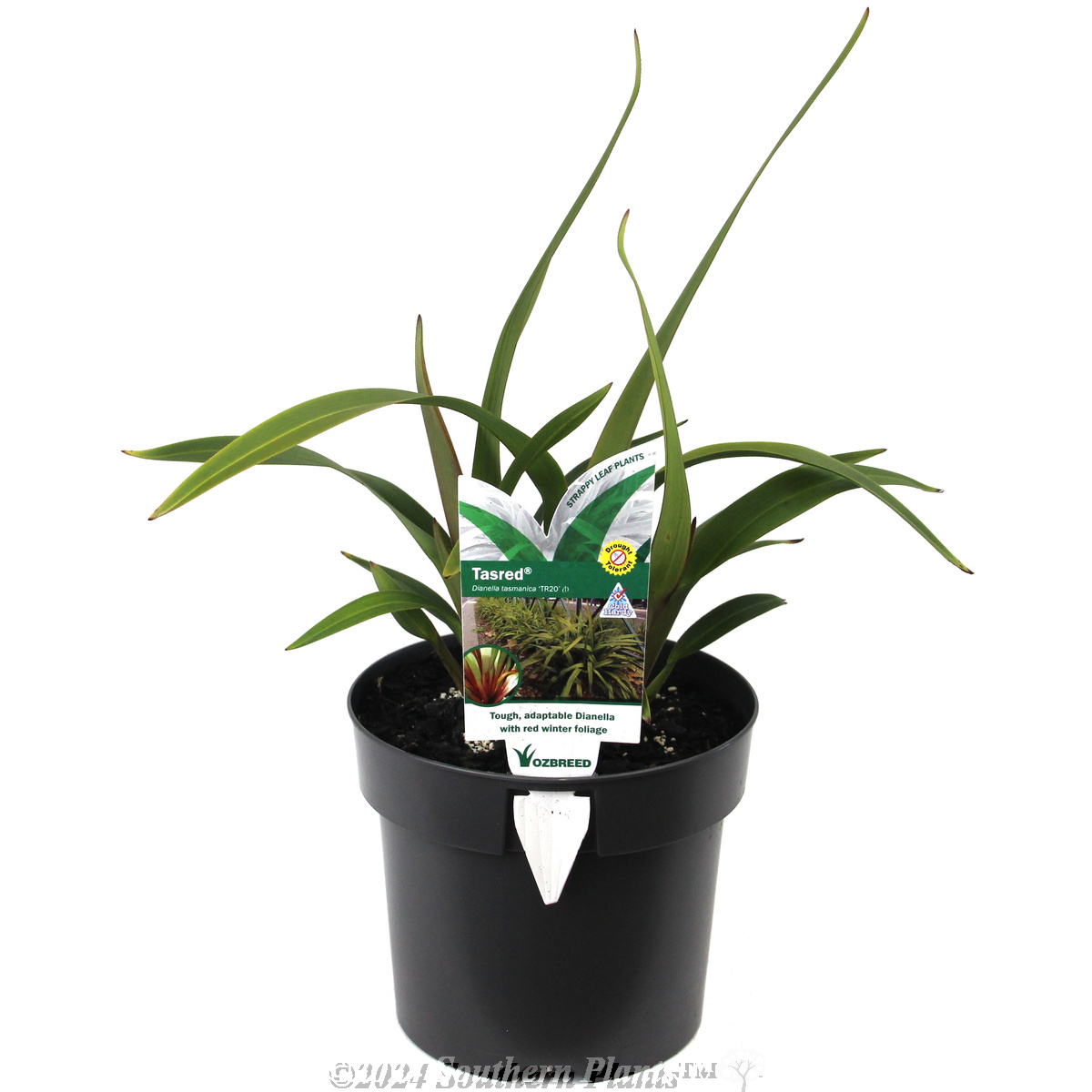 Tasred® Dianella - Plant photo