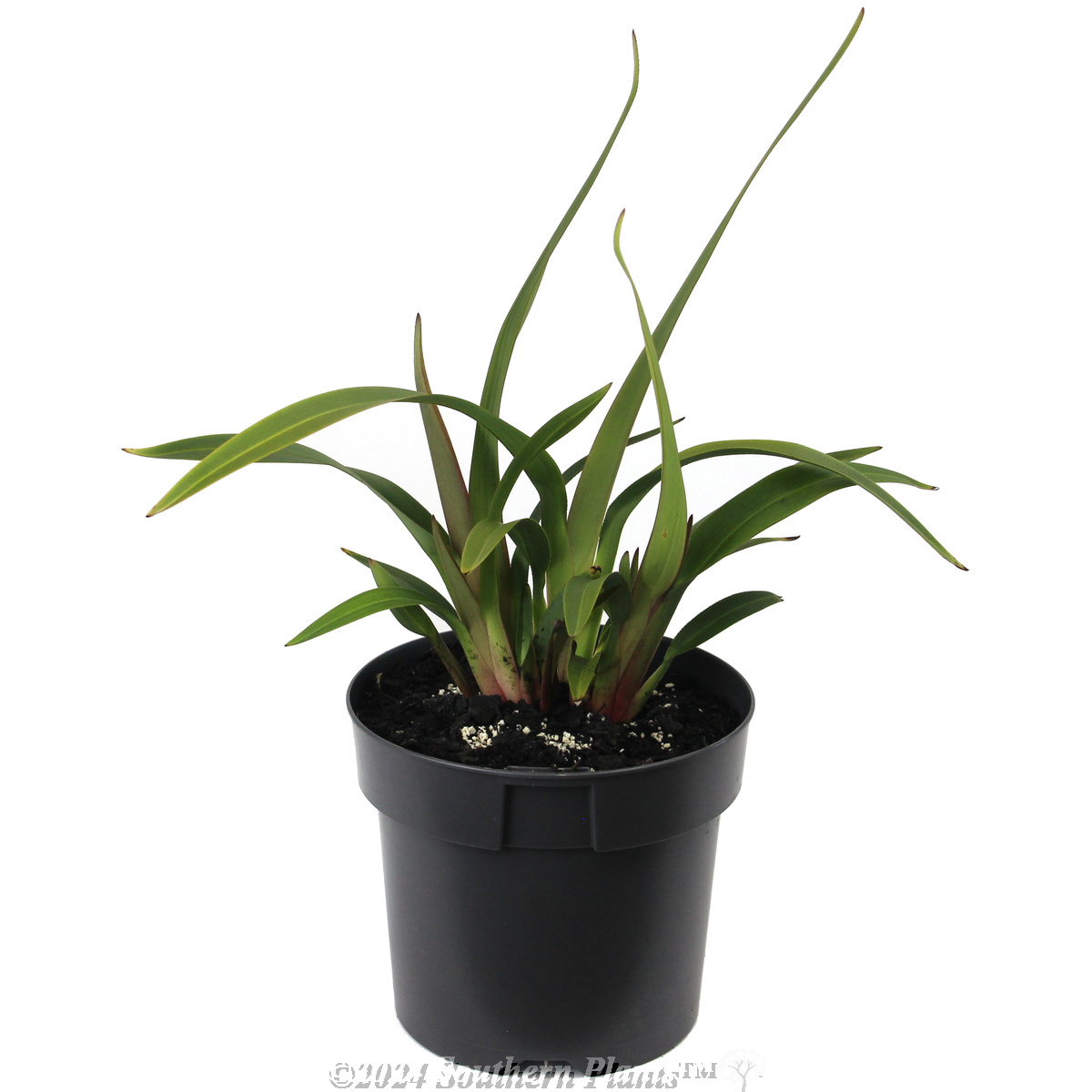 Tasred® Dianella