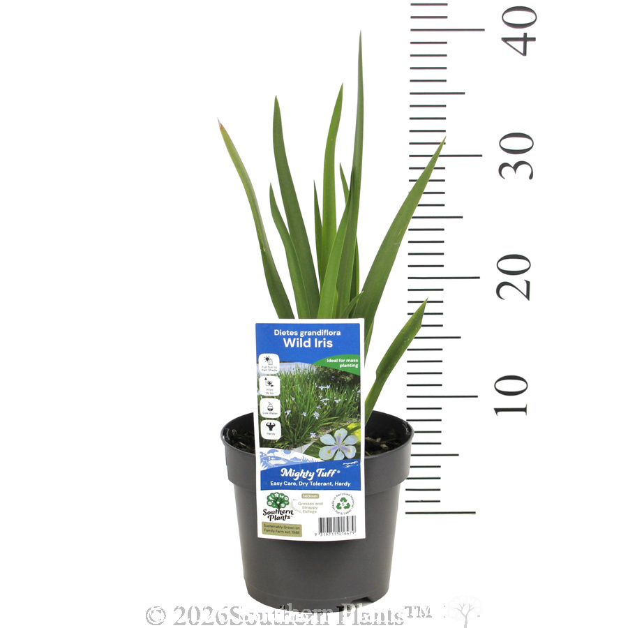 Wild Iris - Pack