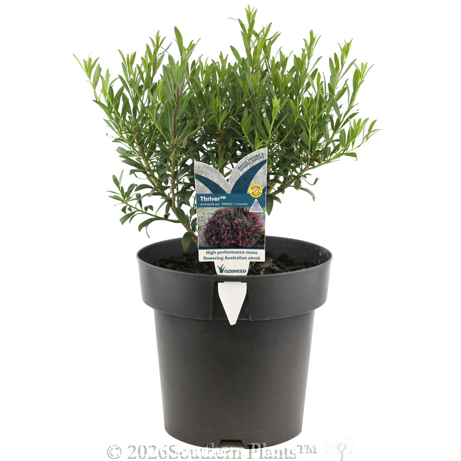 Eremophila Thriver™ - Plant photo