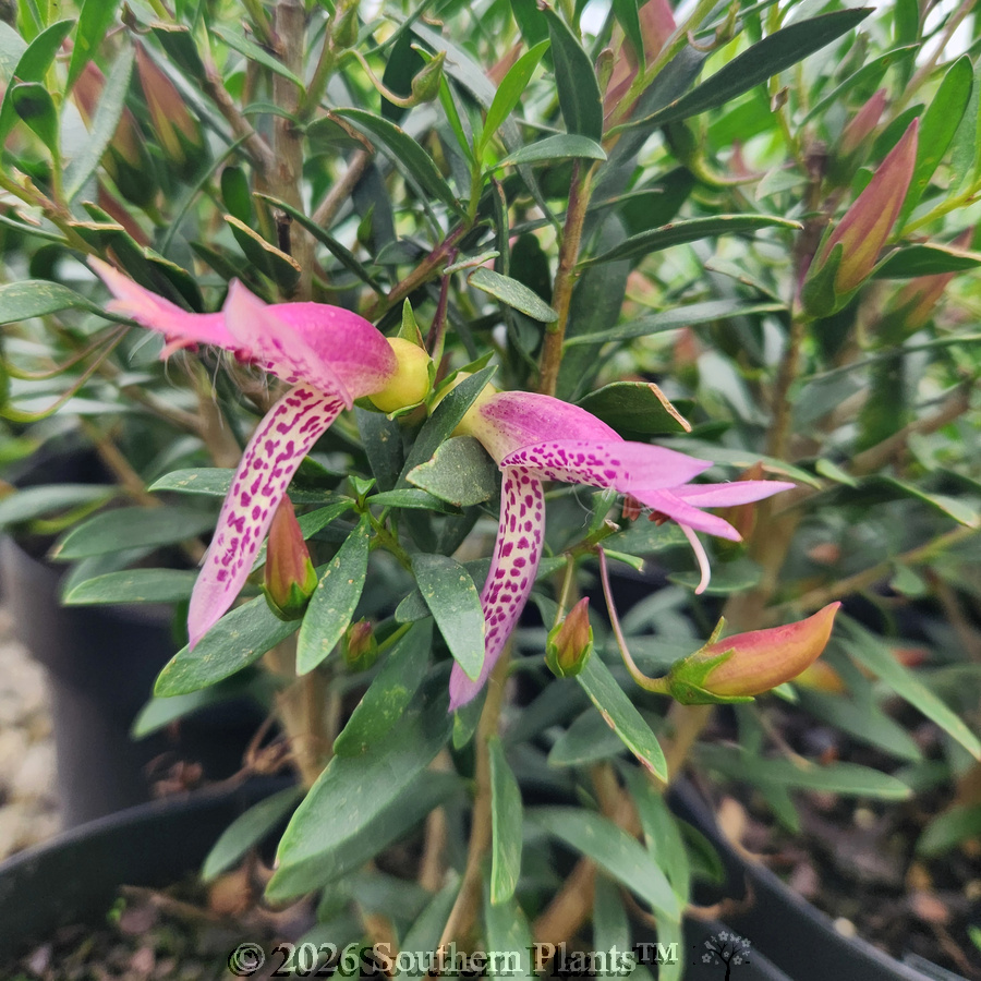 Eremophila Thriver™