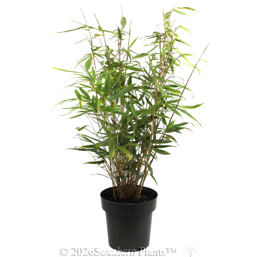 Pingwu Bamboo - Alternate photo