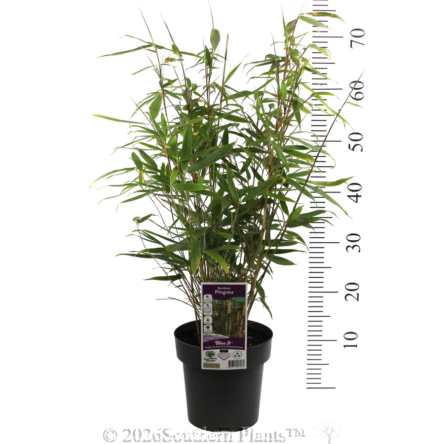 Pingwu Bamboo