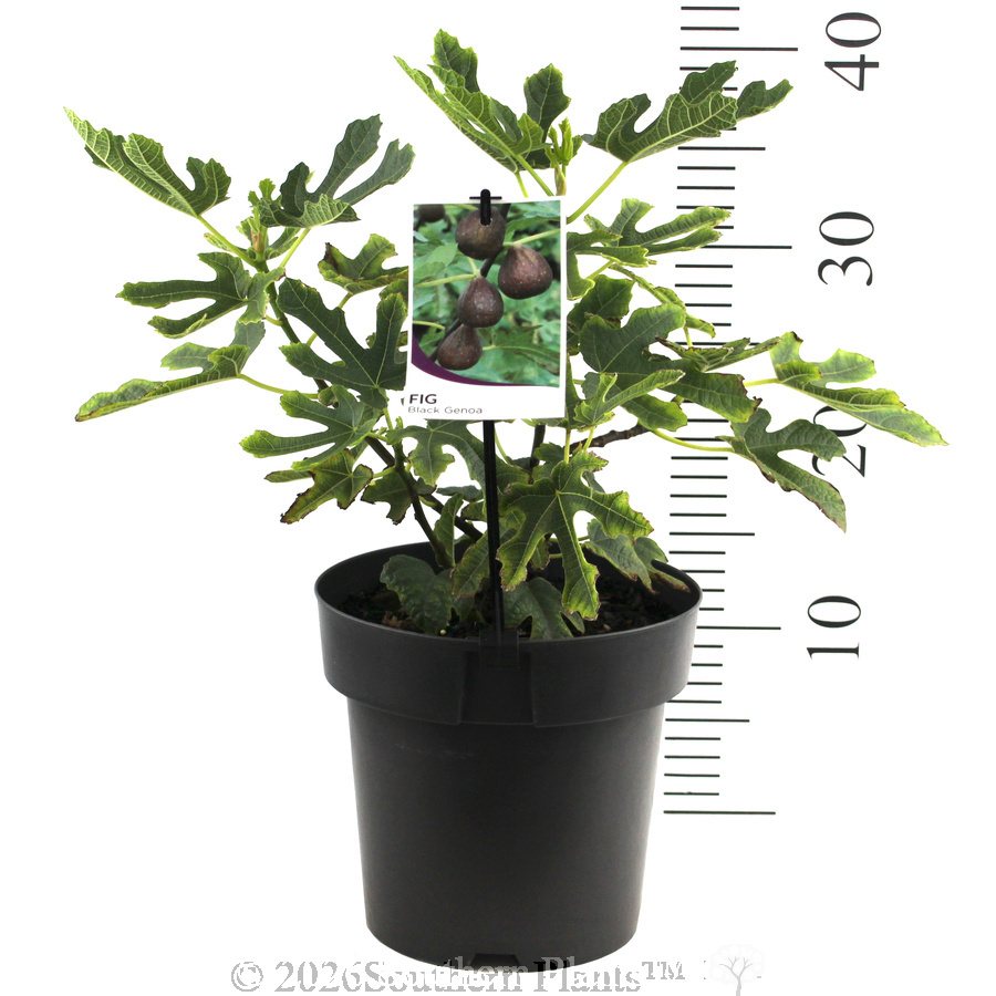 Fig Black Genoa