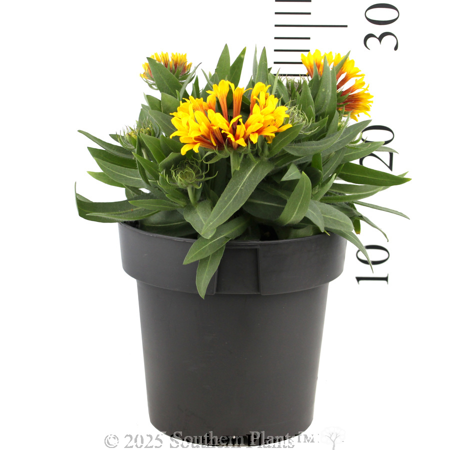 Copper Sun Blanketflower - Reference photo