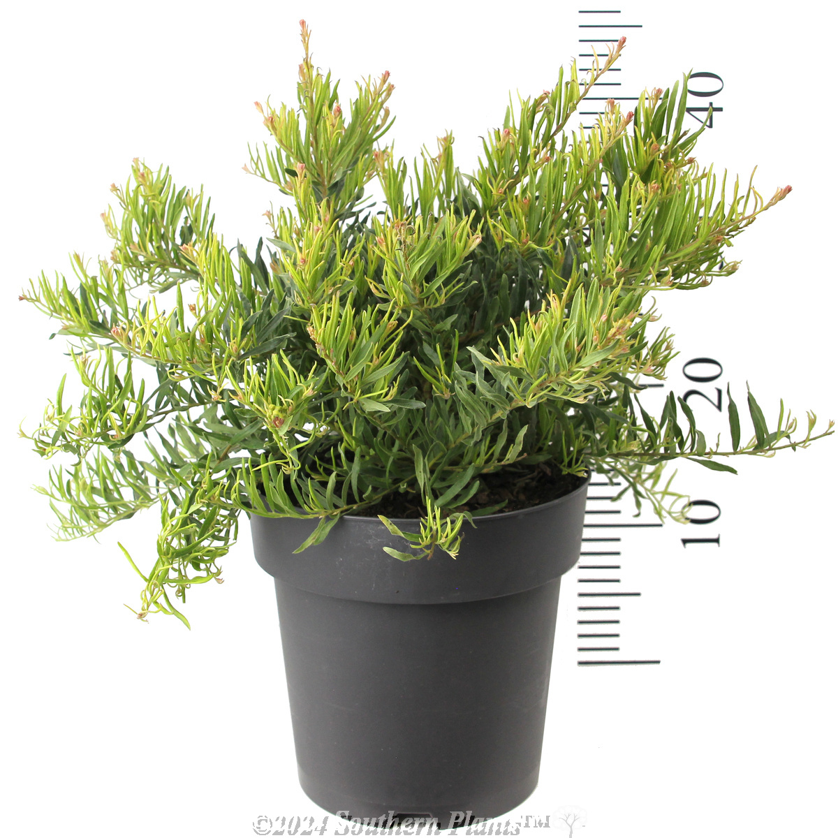 Grevillea Bonnie Prince Charlie - Reference photo