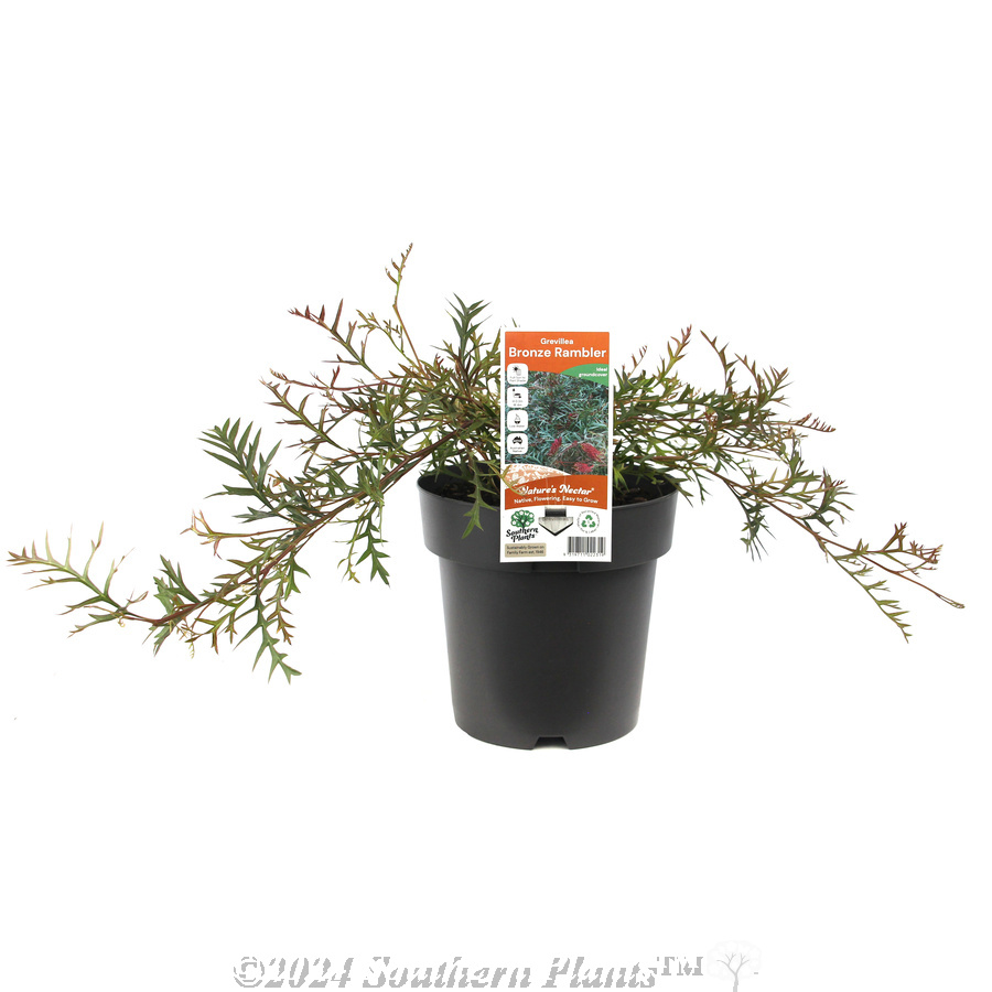 Grevillea Bronze Rambler