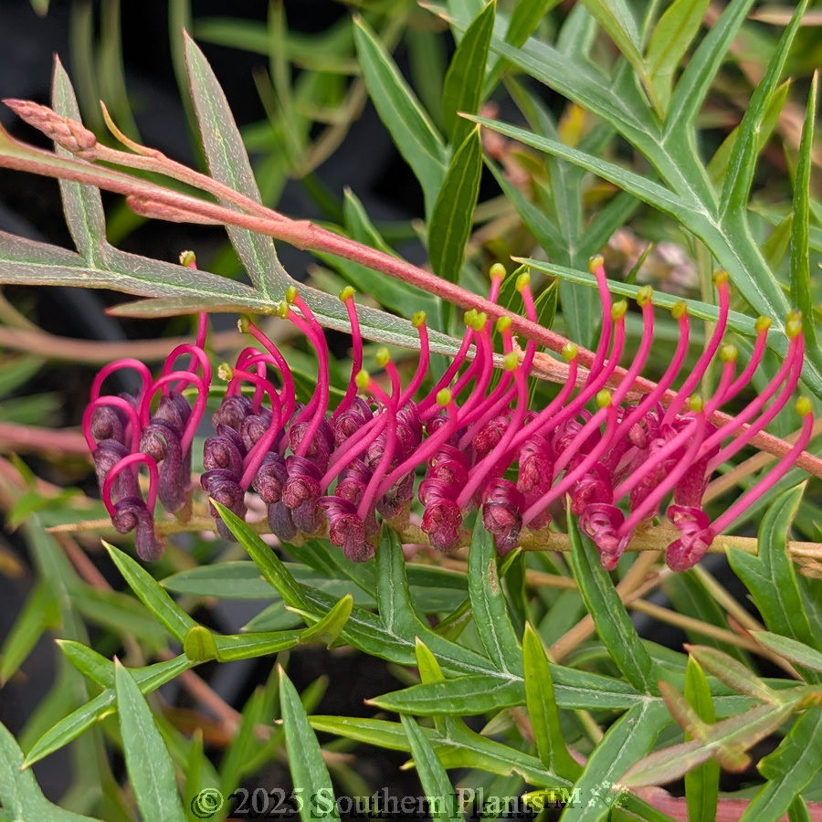 Grevillea Bronze Rambler