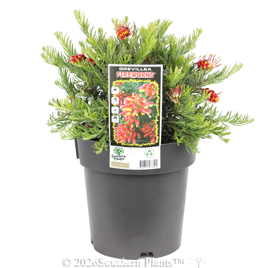 Grevillea Fireworks