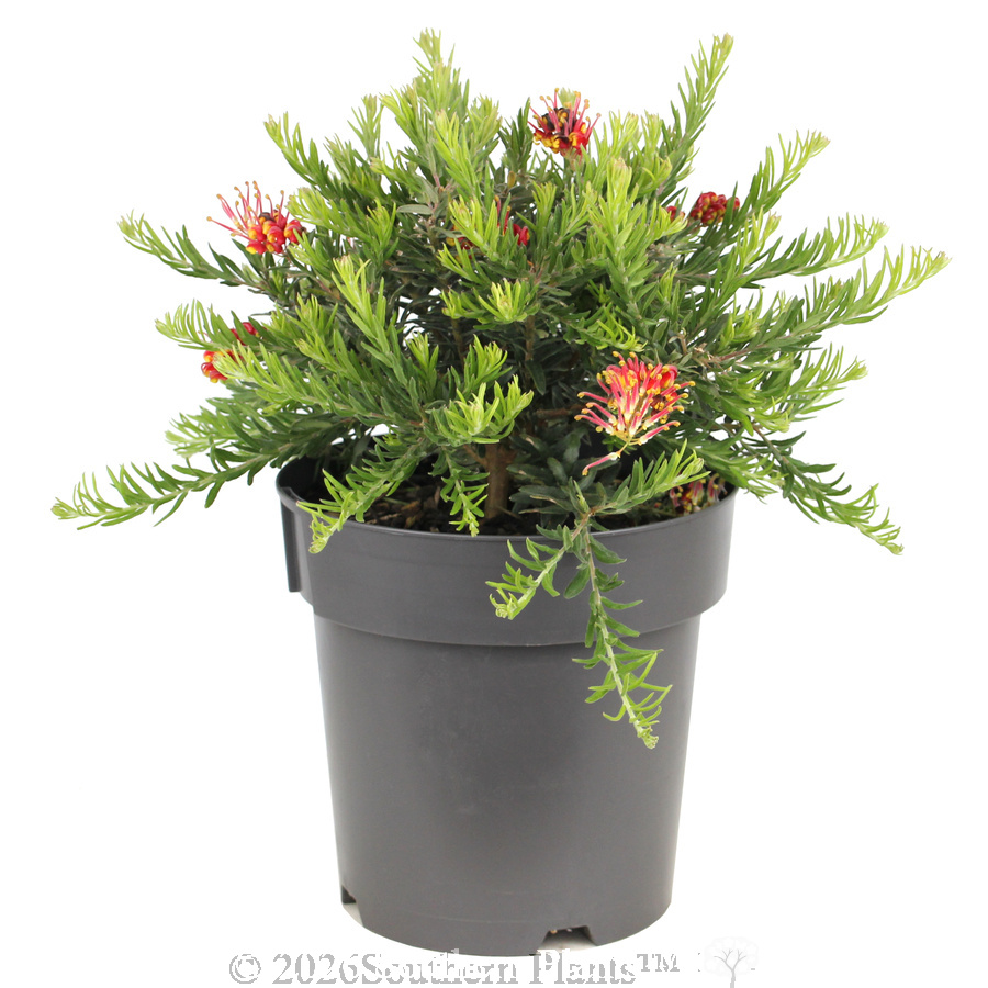 Grevillea Fireworks - Alt