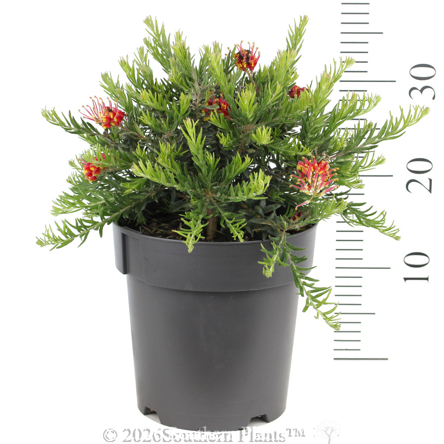 Grevillea Fireworks - Ruler