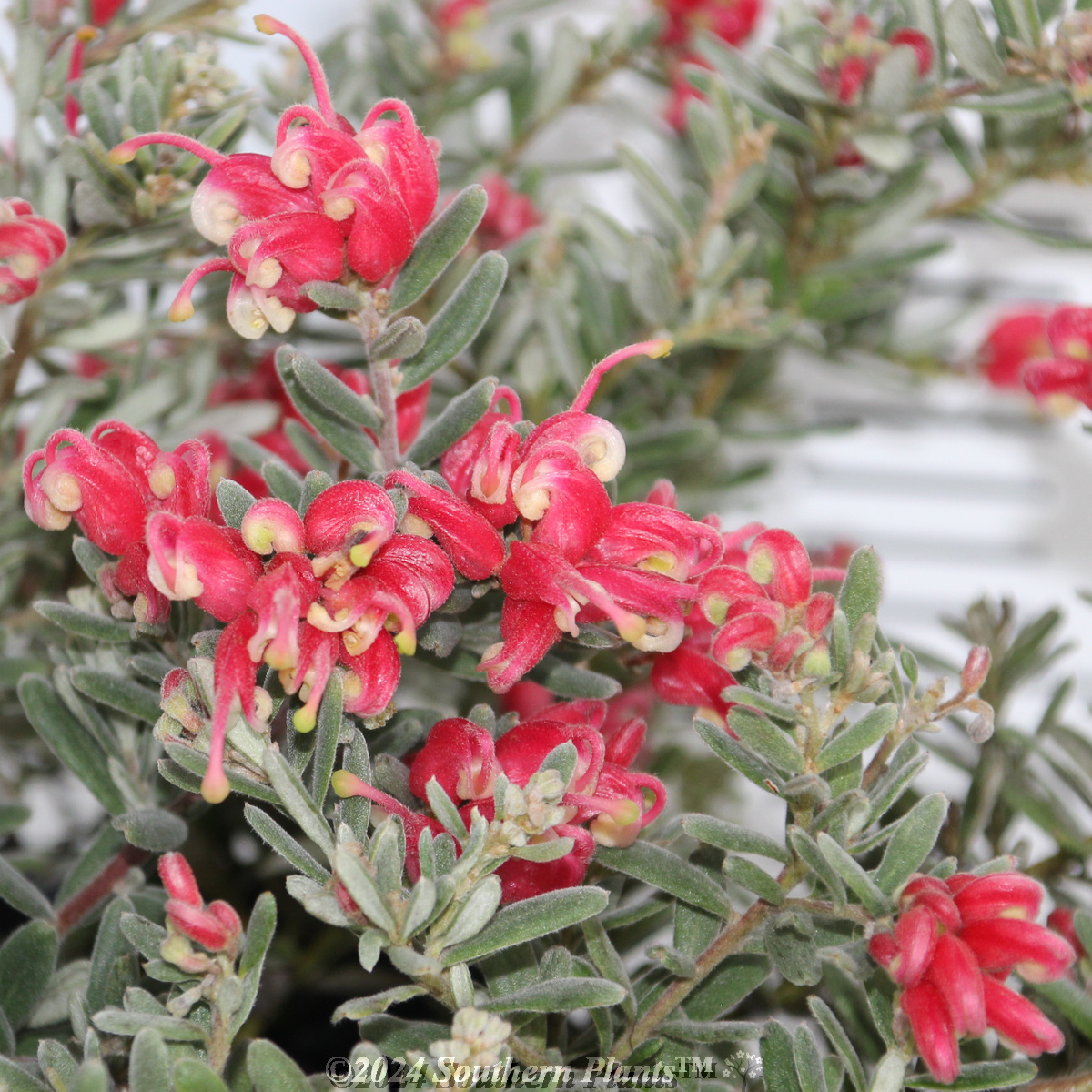 Grevillea Jelly Baby