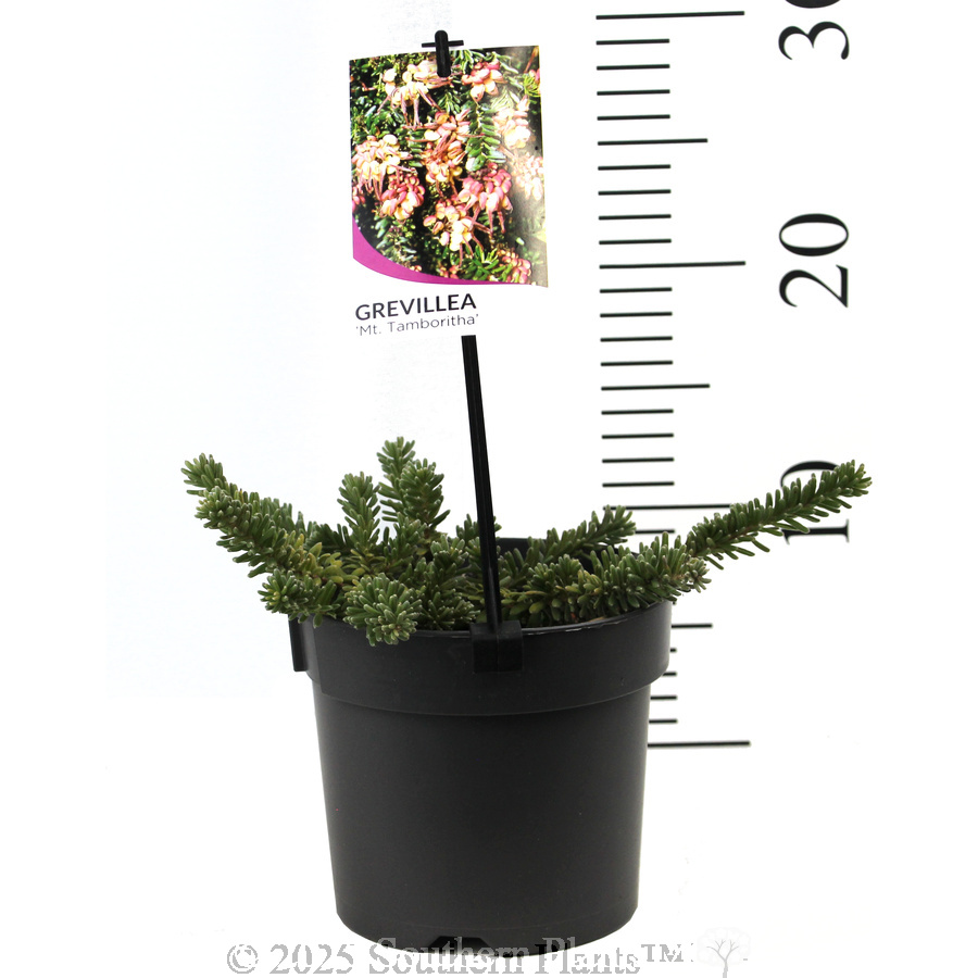 Mt Tamboritha Grevillea - Product photo