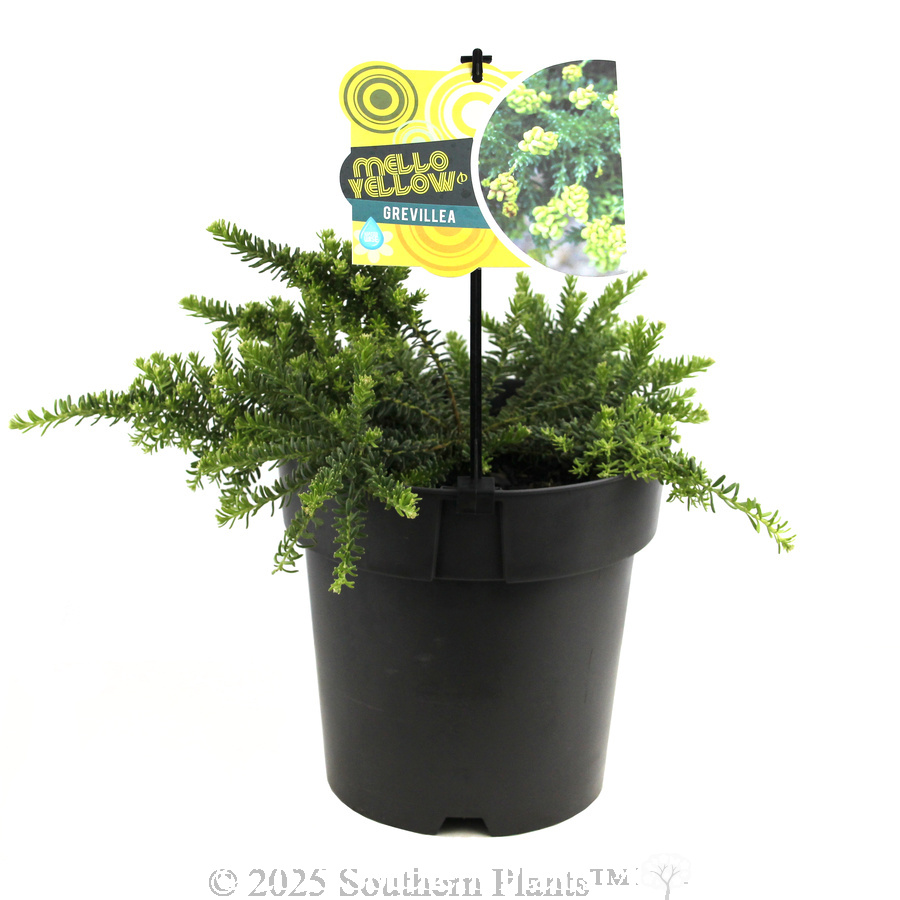 Grevillea Mello Yellow - Plant photo