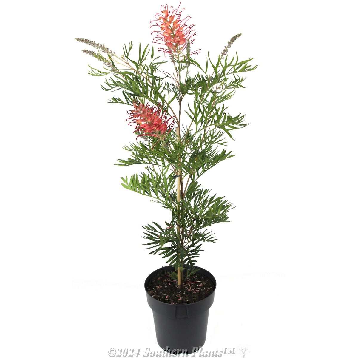Grevillea Pink Profusion - Plant photo